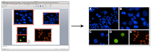 Manuscript Graphic Work Service